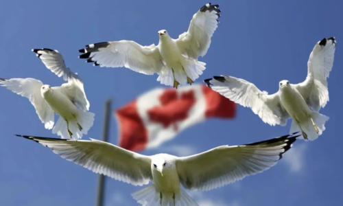 “世界最大移民国家”竟是加拿大？ 一半的留学生都能转移民？
